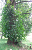 Poison Ivy tree